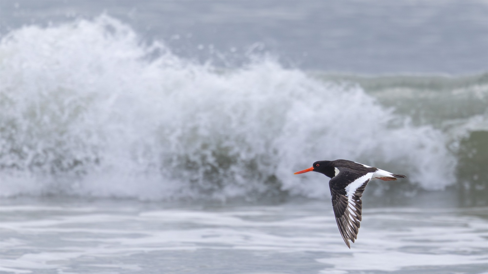 Ein Austernfischer fliegt mit ausgebreiteten Flügeln vor einer brechenden Welle.