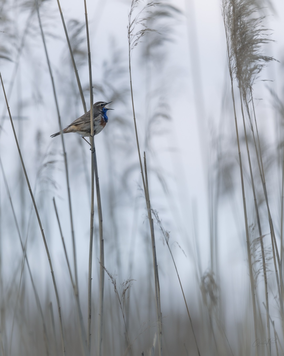 Blaukehlchen zwischen schlanken Schilfhalmen vor einem kühlen, hellen Hintergrund.