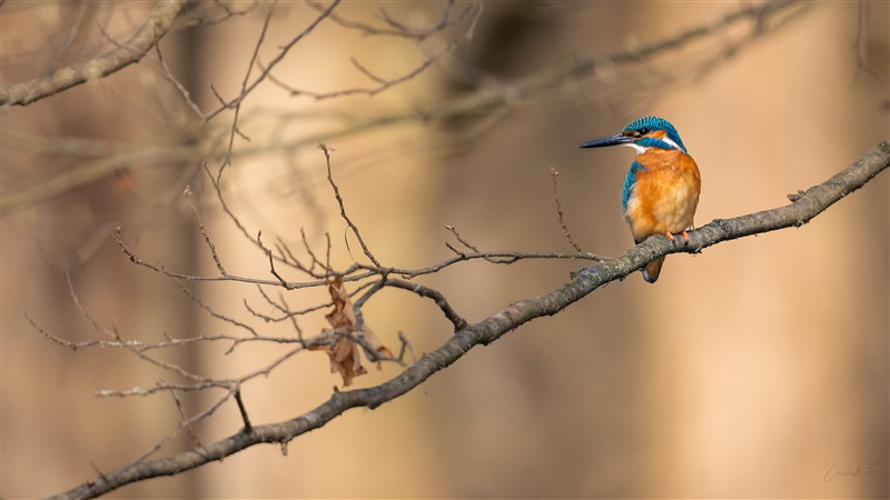 Eisvogel auf einem dünnen Ast vor warmem, unscharfem Hintergrund.