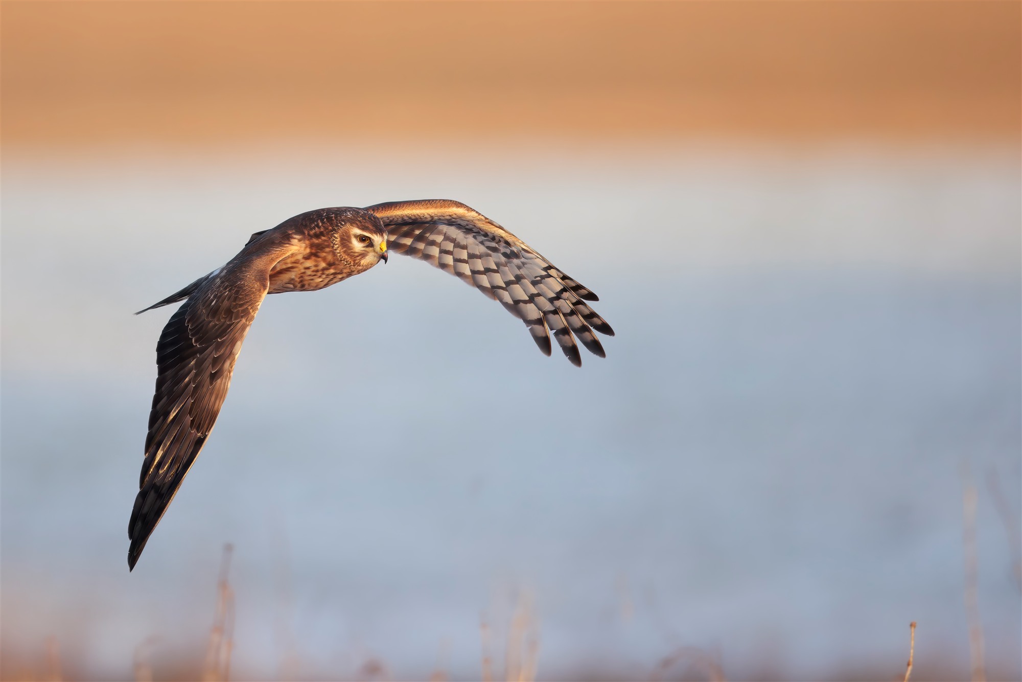 Ein Greifvogel fliegt tief mit ausgebreiteten Flügeln vor weichem Hintergrund.