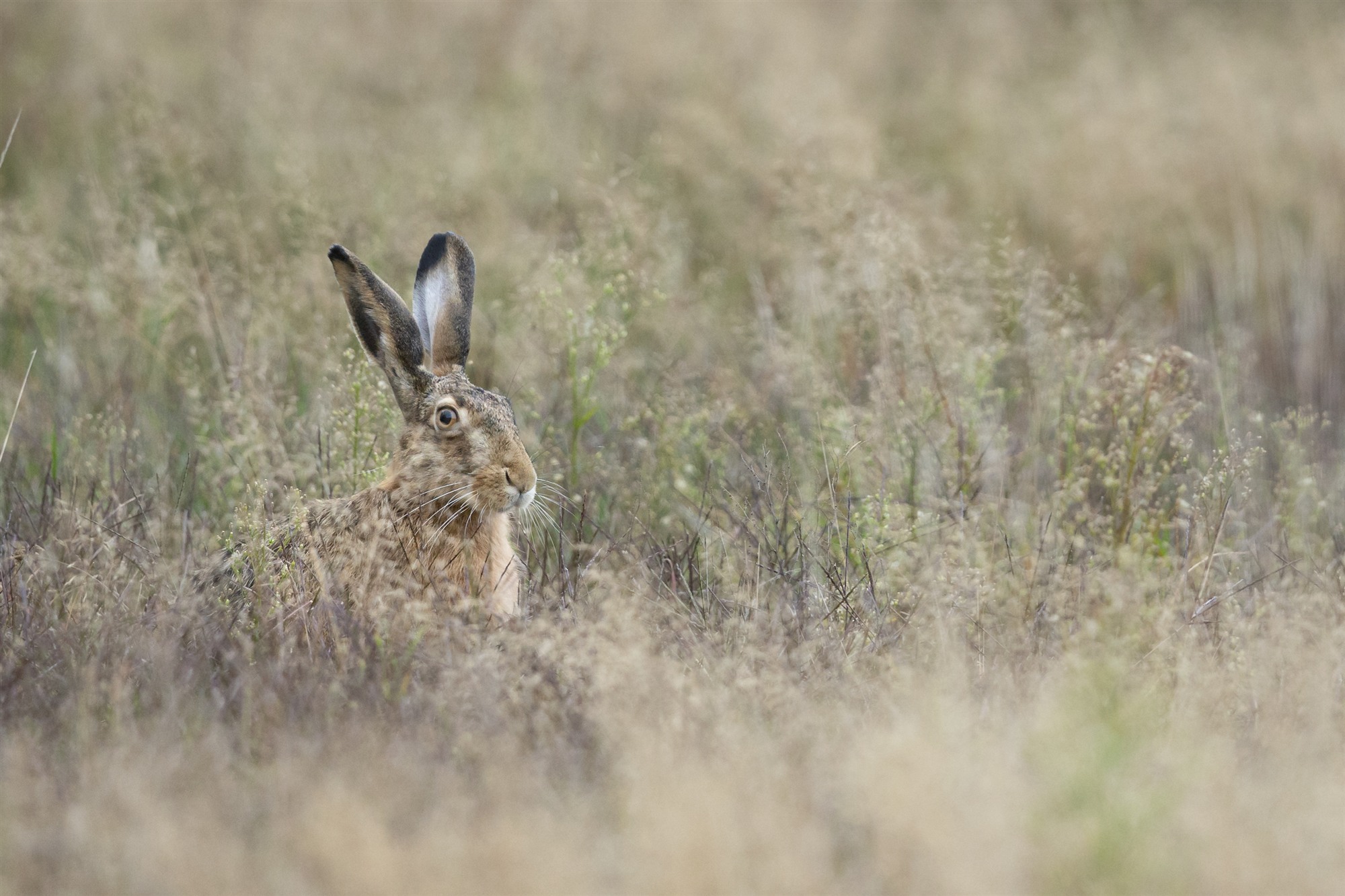 Ein Hase sitzt zwischen feinen Gräsern; rechts öffnet sich der Blick in die Wiese.