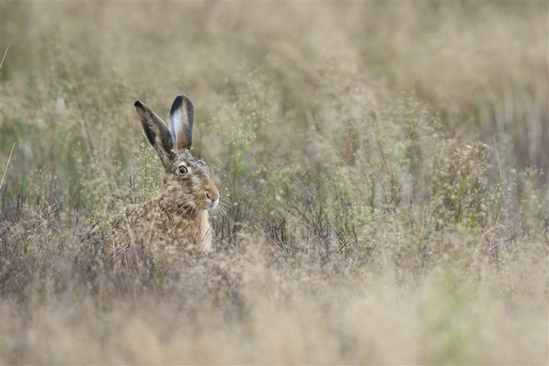 Ein Hase sitzt mit aufgerichteten Ohren zwischen Gräsern.