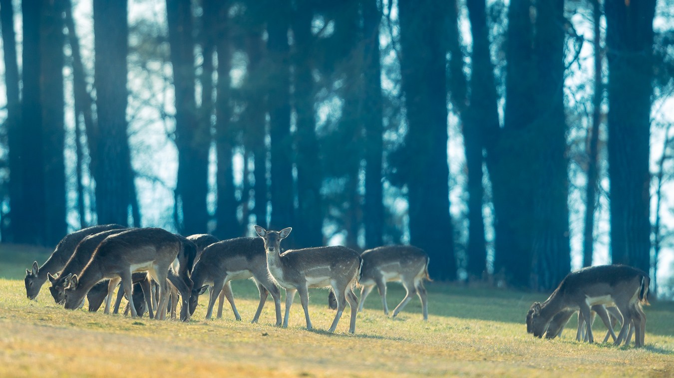 Eine Gruppe Rehe steht am Waldrand im frühen Licht.