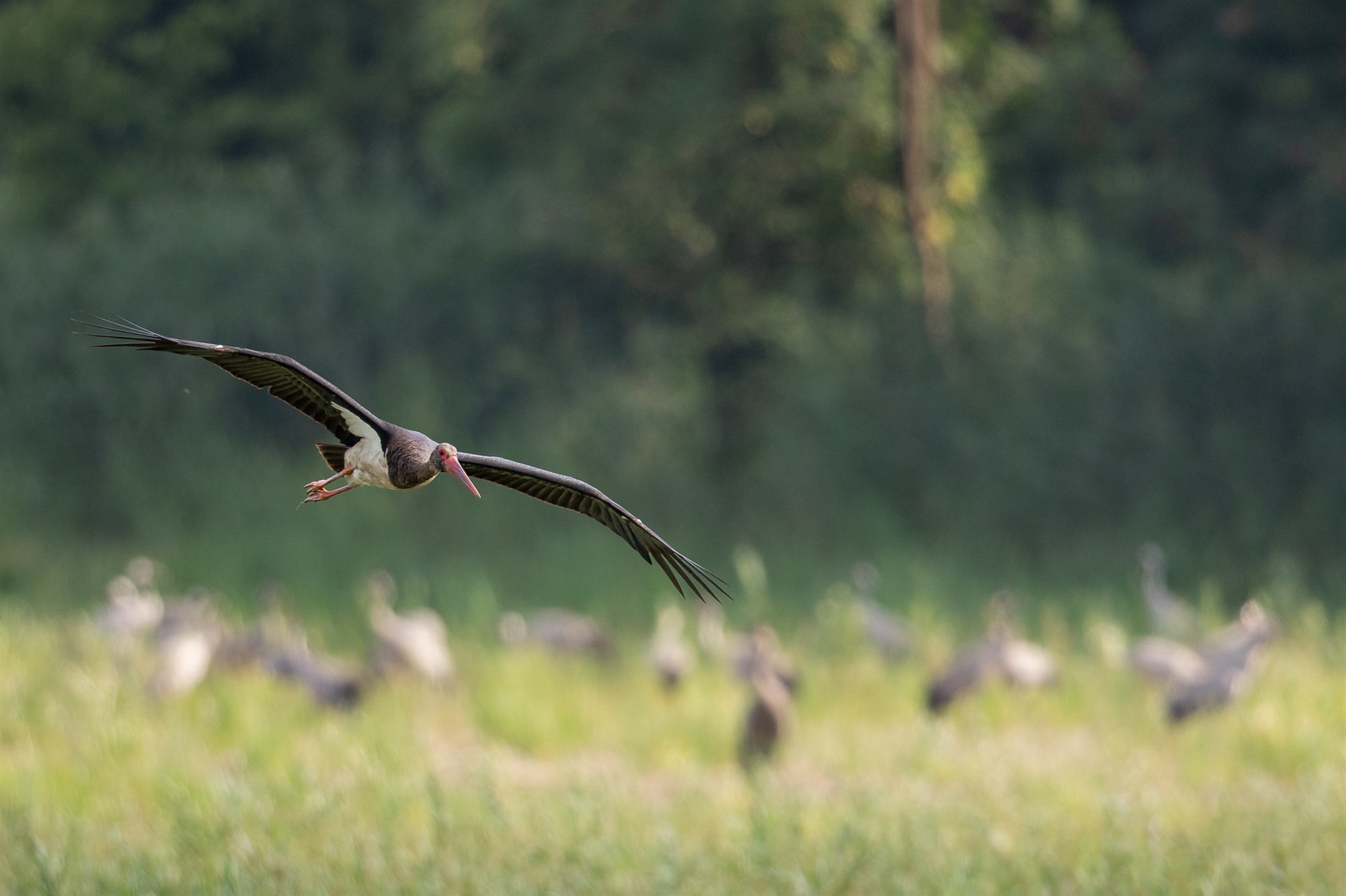 Ein dunkler Storch gleitet über eine helle Wiese vor dem Waldrand.