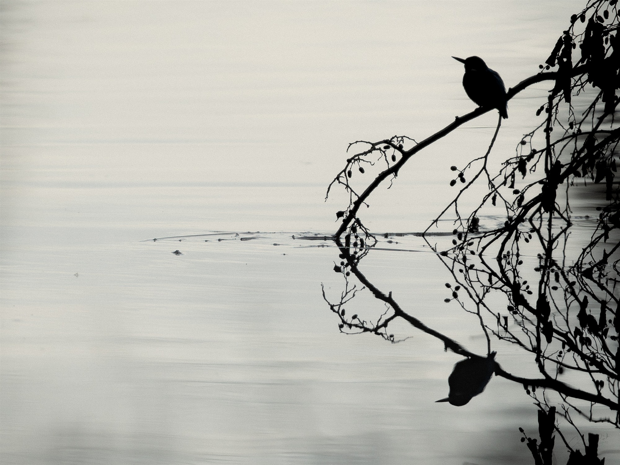 Ein Vogel sitzt als dunkle Silhouette über seiner Spiegelung im Wasser.
