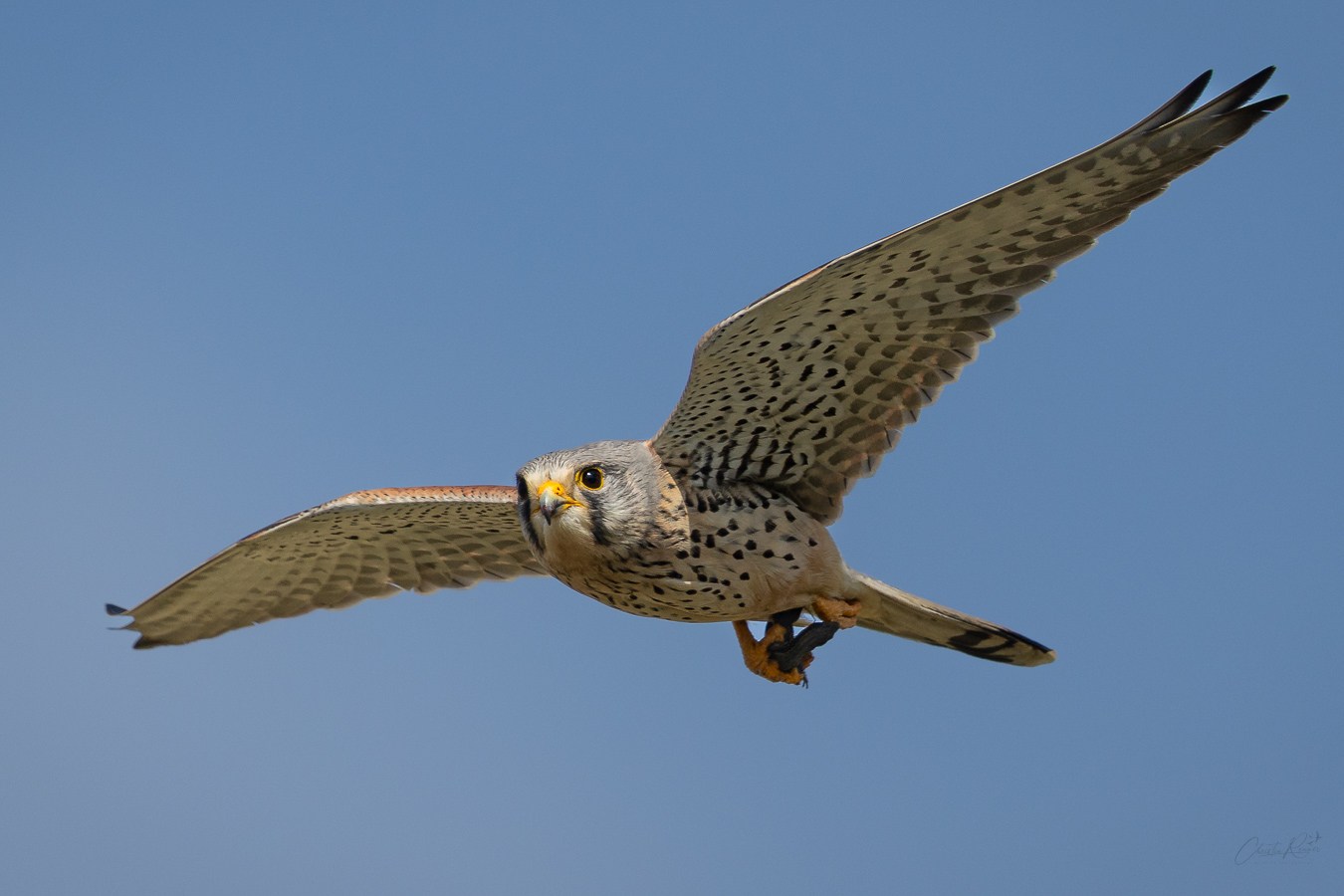 Ein Turmfalke fliegt mit ausgebreiteten Flügeln vor blauem Himmel.