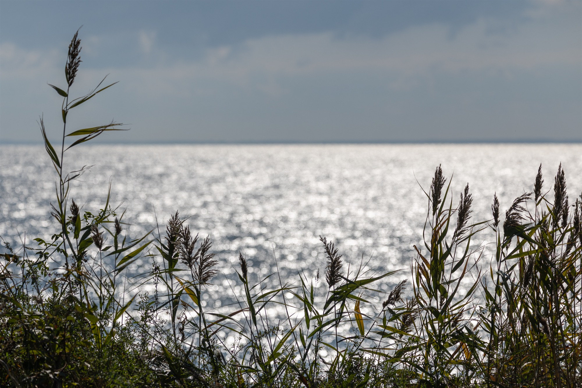 Dunkle Schilfhalme vor glitzerndem Wasser unter Wolken.